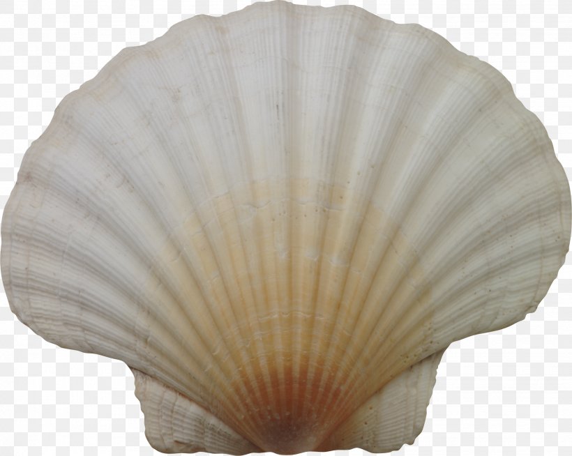 Seashell Cockle, PNG, 2067x1651px, Cockle, Clams Oysters Mussels And Scallops, Conchology, Decorative Fan, Image Viewer Download Free