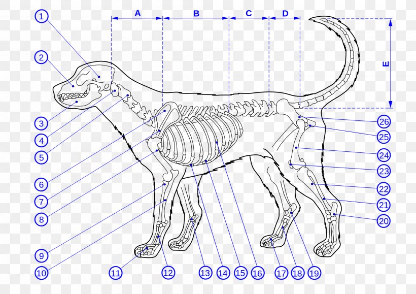 Dog Human Skeleton Bone Anatomy, PNG, 2000x1414px, Watercolor, Cartoon, Flower, Frame, Heart Download Free