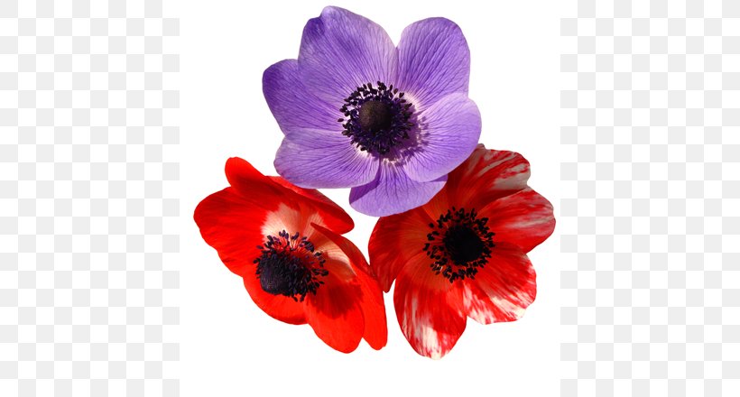 El Temps A Catalunya Dia A Dia Red Flower Purple, PNG, 422x440px, Red, Anemone, Animation, Annual Plant, Cartoon Download Free