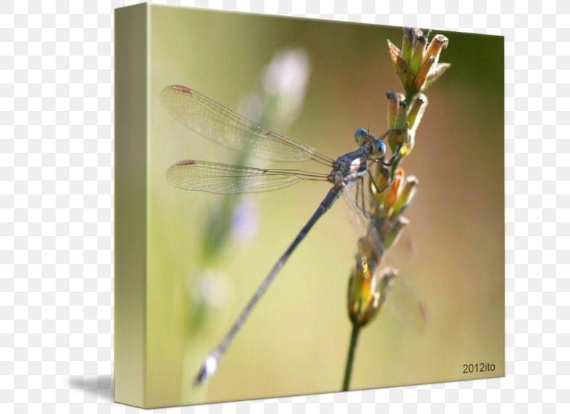 Dragonfly Damselflies Insect Macro Photography, PNG, 650x596px, Dragonfly, Arthropod, Damselflies, Damselfly, Dragonflies And Damseflies Download Free
