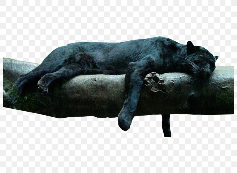 Jaguar Panther Felidae Cat Kitten, PNG, 800x600px, Jaguar, Bagheera, Big Cat, Big Cats, Black Cat Download Free