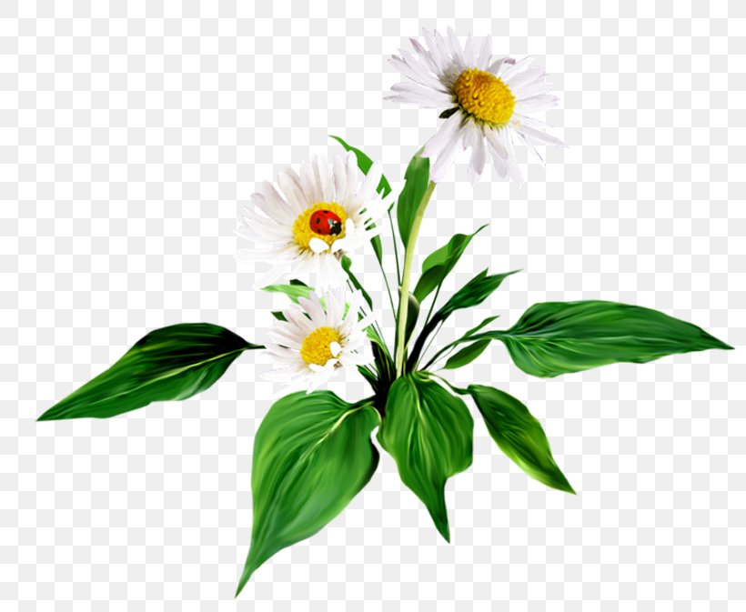 Matricaria Flower Perennial Plant Clip Art, PNG, 800x673px, Flower, Blossom, Collage, Cut Flowers, Daisy Family Download Free
