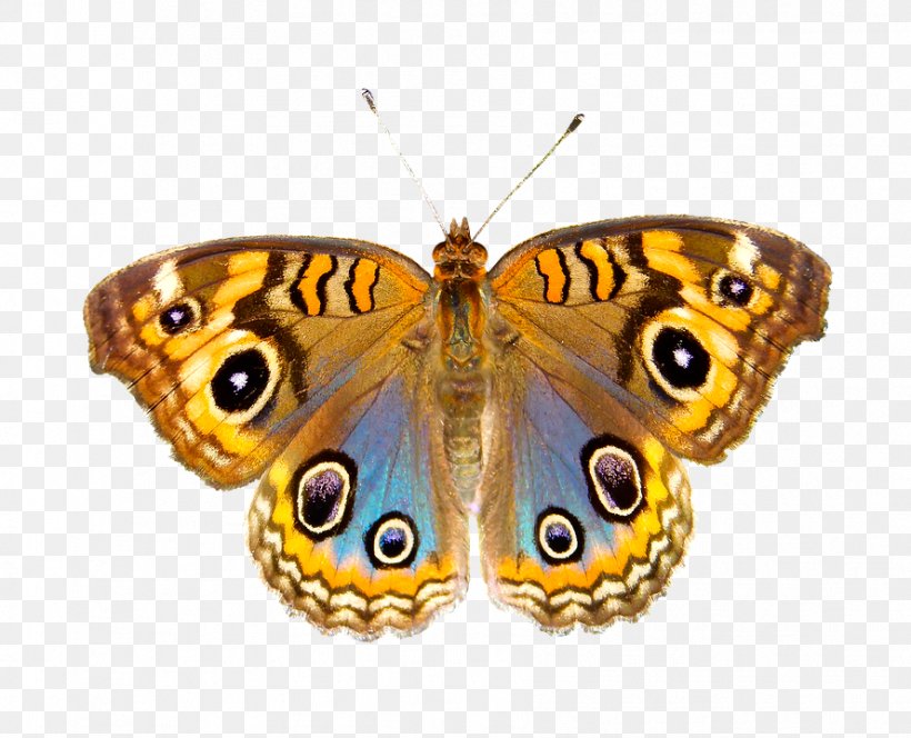 Monarch Butterfly Polyphemus Moth Regal Moth, PNG, 888x720px, Monarch Butterfly, Arthropod, Blog, Brush Footed Butterfly, Brushfooted Butterflies Download Free