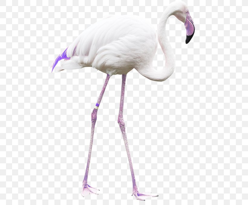 Bird Greater Flamingo Parrot, PNG, 500x678px, Bird, Beak, Crane, Crane Like Bird, Drawing Download Free