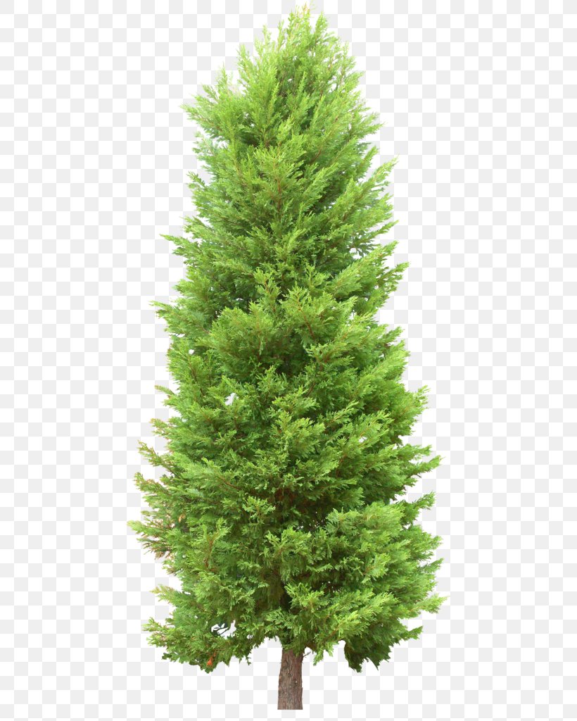 Fir Christmas Tree Pine, PNG, 477x1024px, Fir, Biome, Christmas Decoration, Christmas Tree, Conifer Download Free