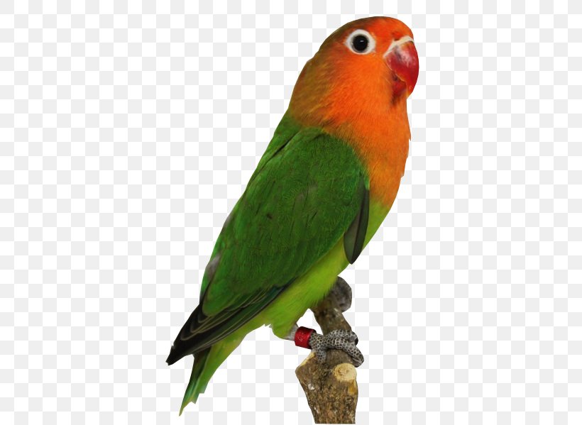 Lovebird, PNG, 468x599px, Cockatiel, Beak, Bird, Blackwinged Lovebird, Budgie Download Free