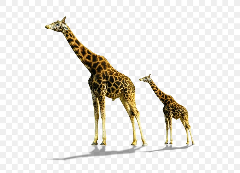 Northern Giraffe, PNG, 591x591px, Northern Giraffe, Animal, Drawing, Fauna, Giraffe Download Free