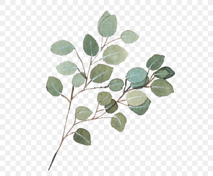 Clip Art Gum Trees Image Free Content, PNG, 680x679px, Gum Trees, Branch, Dollar, Flower, Flowering Plant Download Free
