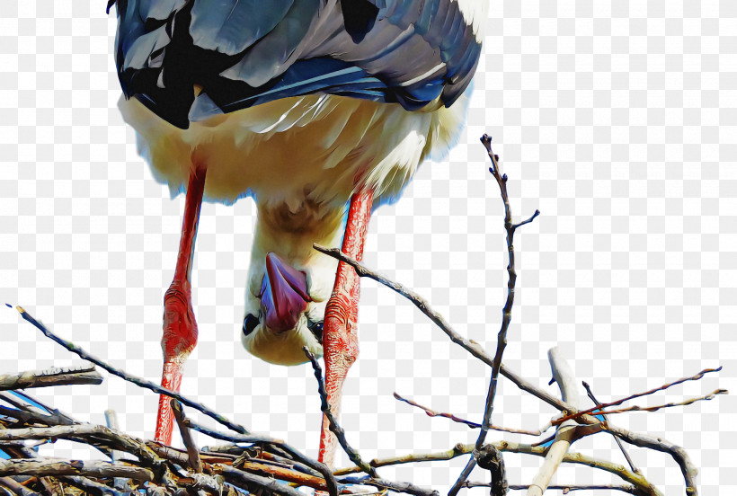 Spring, PNG, 1920x1294px, Spring, Beak, Bird, Bird Nest, Black Stork Download Free