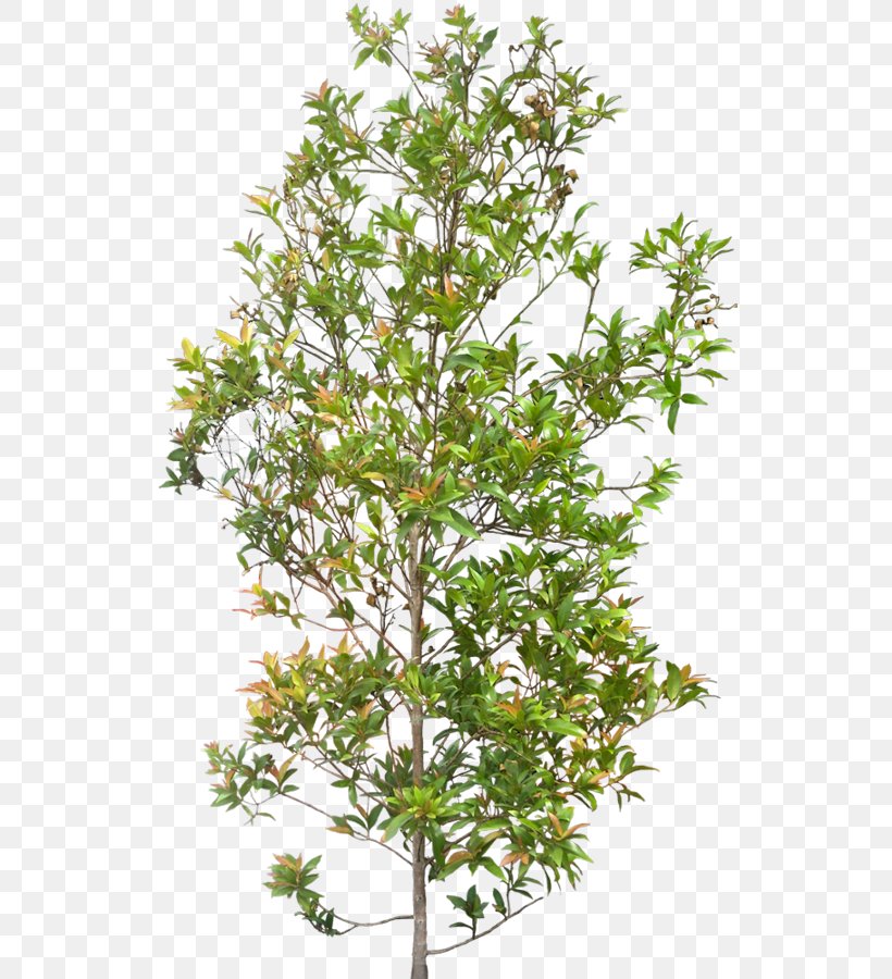 Syzygium Paniculatum Plant Shrub Tree, PNG, 539x900px, Syzygium Paniculatum, Branch, Eugenia, Evergreen, Flowering Plant Download Free