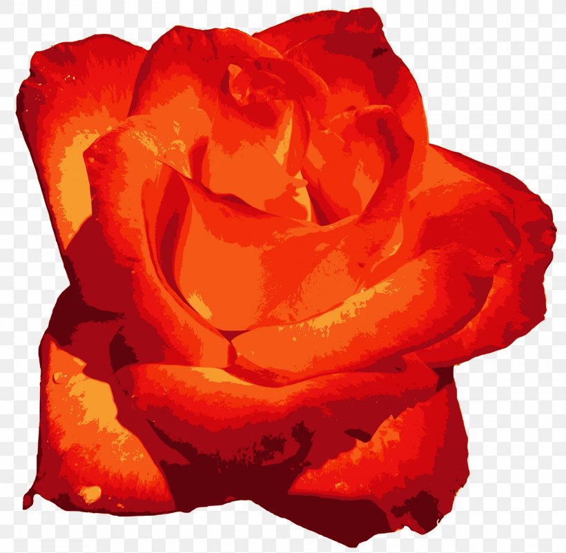 Garden Roses Flower Orange, PNG, 1500x1467px, Rose, Color, Floribunda, Flower, Flowering Plant Download Free
