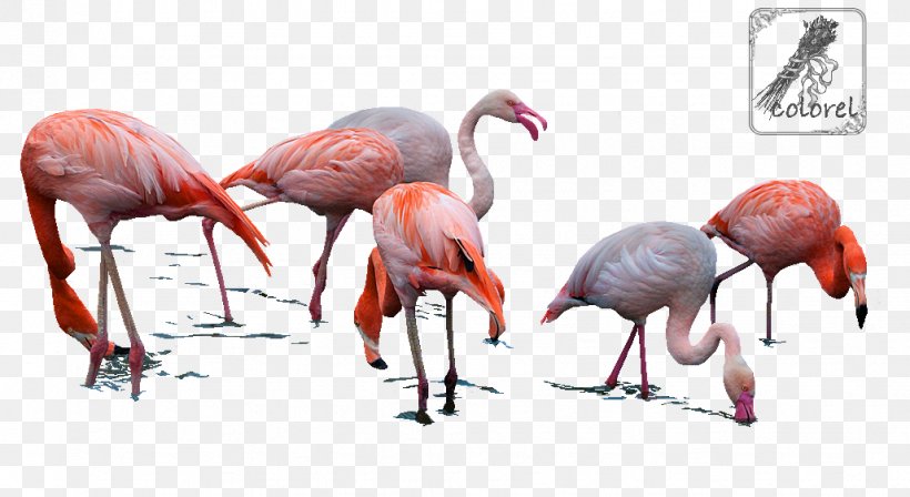 Water Bird Beak Muscle Organism, PNG, 1028x562px, Bird, Beak, Flamingo, Muscle, Organism Download Free