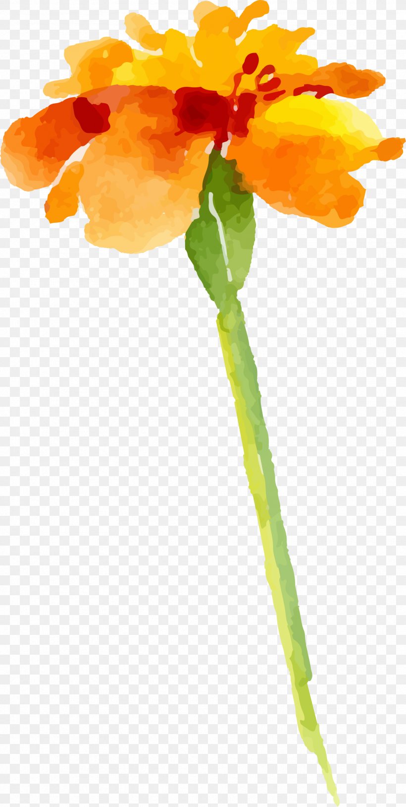 Watercolor Painting Drawing Flower, PNG, 1869x3710px, Watercolor Painting, Calendula, Cartoon, Cut Flowers, Designer Download Free