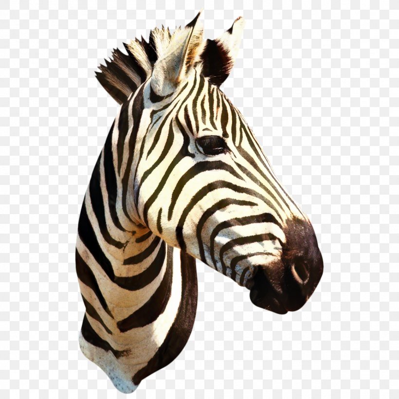 Zebra Cartoon, PNG, 1152x1152px, Quagga, Animal, Animal Figure, Clothing, Color Download Free