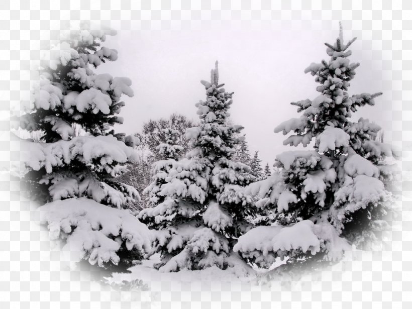 Spruce Pine Fir Christmas Tree, PNG, 1024x768px, Spruce, Black And White, Christmas, Christmas Decoration, Christmas Tree Download Free
