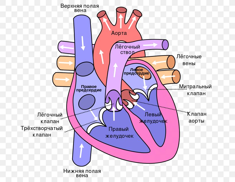 Anatomy Of The Heart Diagram Lung Circulatory System, PNG, 700x637px, Watercolor, Cartoon, Flower, Frame, Heart Download Free