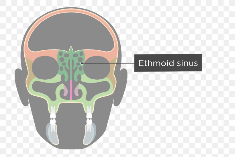 Ethmoid Sinus Ethmoid Bone Paranasal Sinuses Maxilla, PNG, 745x550px, Watercolor, Cartoon, Flower, Frame, Heart Download Free