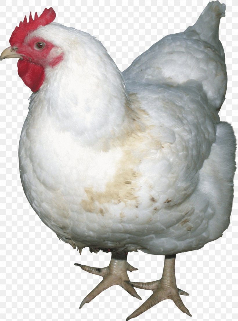 Fried Chicken Chicken Meat, PNG, 1890x2551px, Solid White, Beak, Bird, Chicken, Chicken Meat Download Free