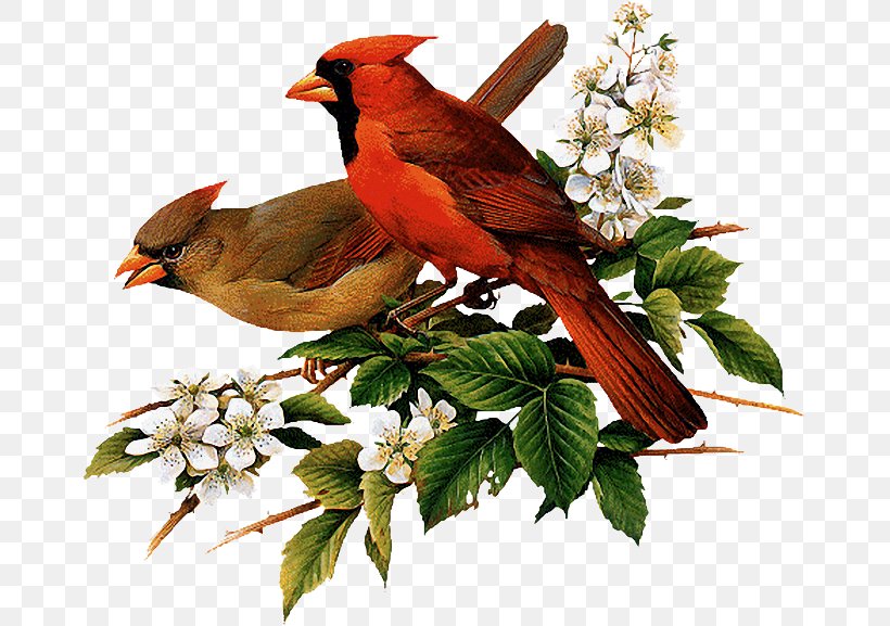 Northern Cardinal State Bird Painting, PNG, 667x577px, Cardinal, Animal, Artist, Beak, Bird Download Free