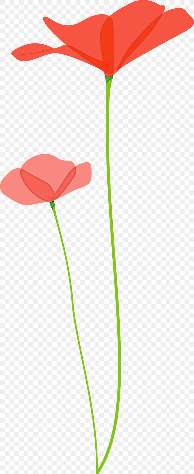 Poppy Flower, PNG, 1232x2999px, Poppy Flower, Anthurium, Coquelicot, Flower, Leaf Download Free