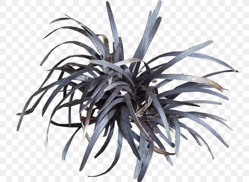 Black Mondo Grass Dwarf Lilyturf Garden Perennial Plant Grasses, PNG, 800x600px, Black Mondo Grass, Black, Bromeliads, Color, Dwarf Lilyturf Download Free