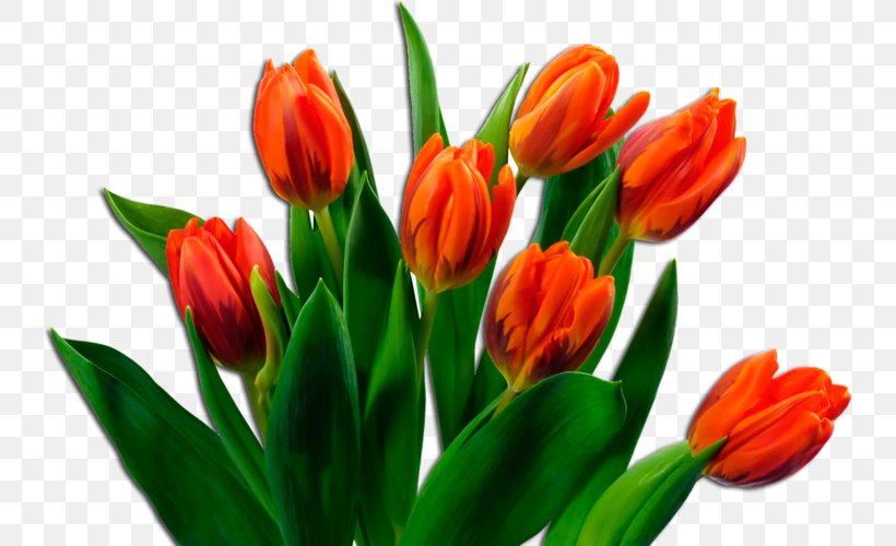 Flower Bouquet Tulip Clip Art, PNG, 800x500px, Flower, Bud, Cut Flowers, Floral Design, Flower Bouquet Download Free