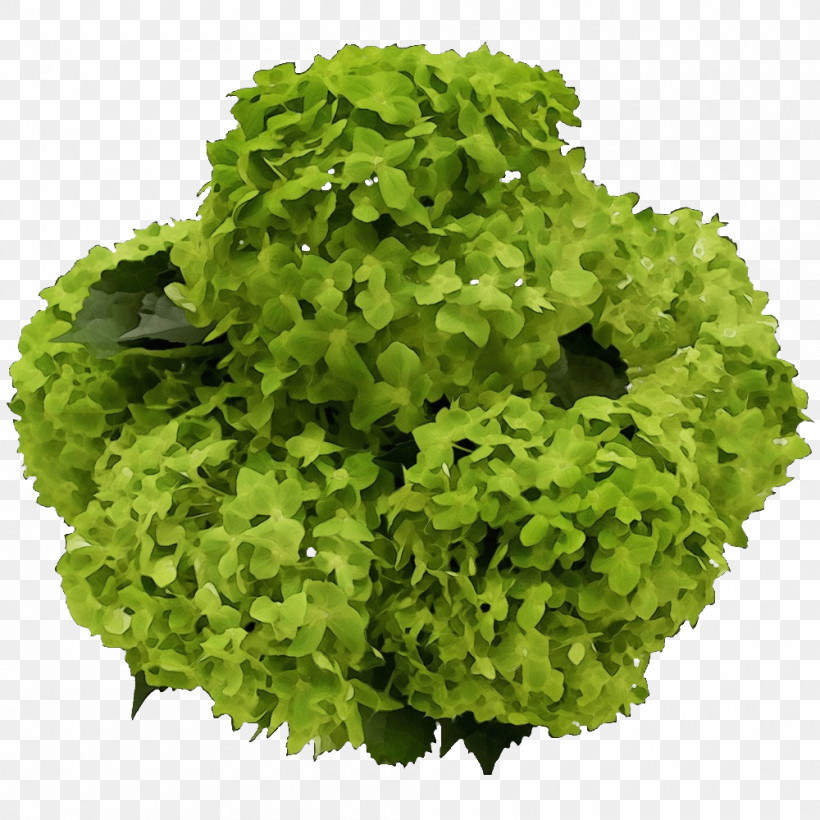 Lettuce Rapini Herb, PNG, 1000x1000px, Watercolor, Herb, Lettuce, Paint, Rapini Download Free