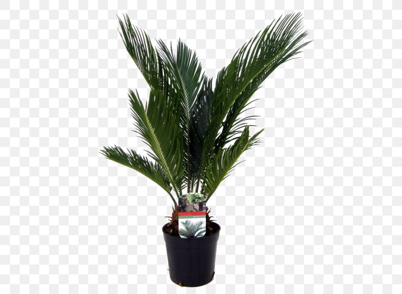Arecaceae Sago Palm Houseplant Trachycarpus Fortunei, PNG, 600x600px, Arecaceae, Arecales, Canary Island Date Palm, Chamaerops, Cycad Download Free