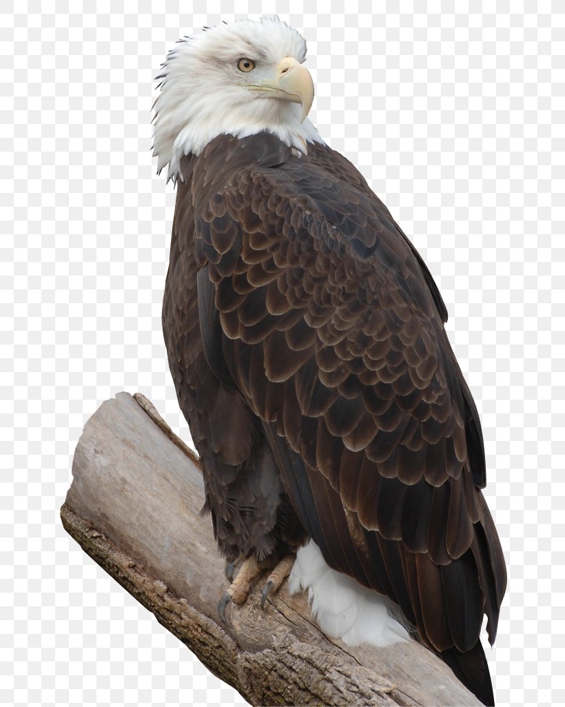 Bald Eagle Bird Of Prey Accipitriformes, PNG, 680x1026px, Bald Eagle, Accipitriformes, Animal, Beak, Bird Download Free