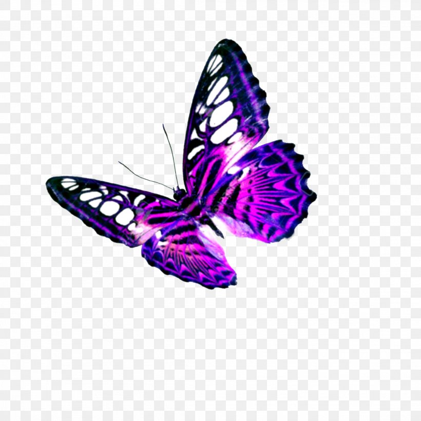 Butterfly Image Vector Graphics Clip Art Photograph, PNG, 2289x2289px, Butterfly, Brush Footed Butterfly, Image Editing, Insect, Invertebrate Download Free
