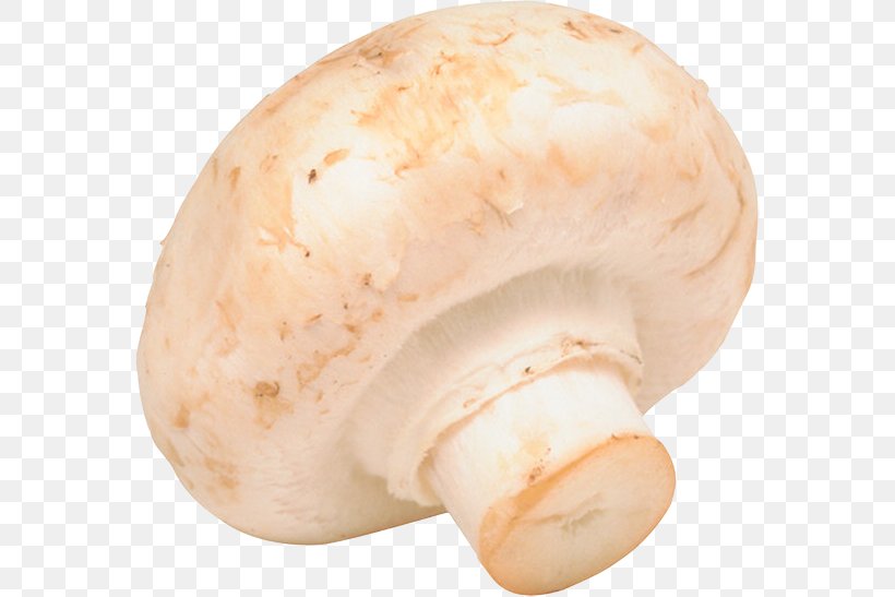 Common Mushroom Fungus Vegetable Market Garden, PNG, 572x547px, Common Mushroom, Agaricaceae, Agaricomycetes, Agaricus, Carbohydrate Download Free