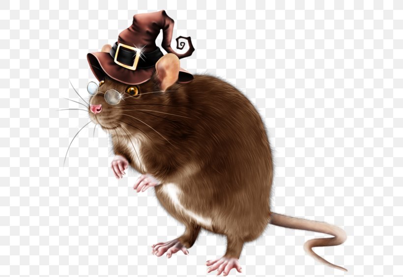 Computer Mouse Rat Gerbil Rodent, PNG, 600x564px, Mouse, Animal, Beaver, Computer Mouse, Dormouse Download Free