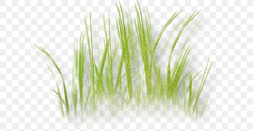 Grass Herbaceous Plant Drawing Lawn Image, PNG, 635x426px, Grass, Chrysopogon Zizanioides, Commodity, Digital Image, Drawing Download Free