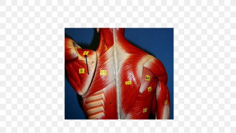 Rhomboid Muscles Rhomboid Major Muscle Serratus Anterior Muscle Rhomboid Minor Muscle, PNG, 1366x768px, Watercolor, Cartoon, Flower, Frame, Heart Download Free