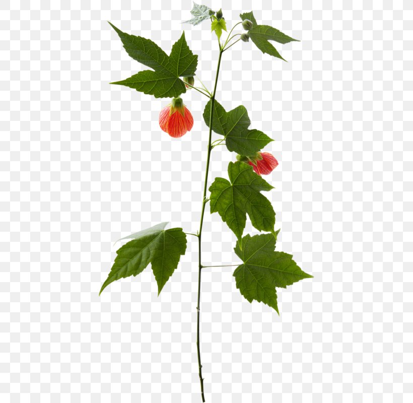 Twig Plant Stem Leaf Strawberry, PNG, 428x800px, Twig, Branch, Fruit, Leaf, Plant Download Free