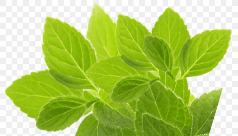 Peppermint Herbs For Hepatitis C And The Liver Herbal Tea, PNG, 850x486px, Peppermint, Aufguss, Essential Oil, Herb, Herb Farm Download Free