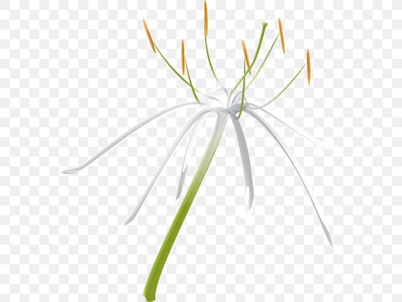 Spider Lilies Grasses Leaf Plant Stem Line, PNG, 569x617px, Spider Lilies, Flora, Flower, Flowering Plant, Grass Download Free