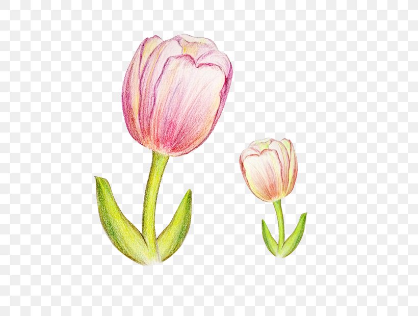 Tulip Watercolor Painting Colored Pencil, PNG, 600x620px, Tulip, Abstract Art, Color, Colored Pencil, Cut Flowers Download Free