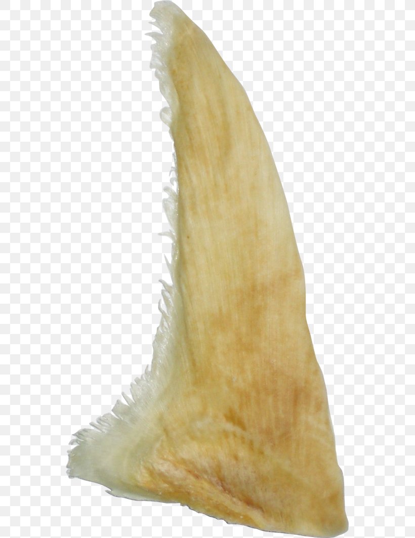 Haiwei Download Shark Fin, PNG, 559x1063px, Haiwei, Fur, Google Images, Poster, Search Engine Download Free
