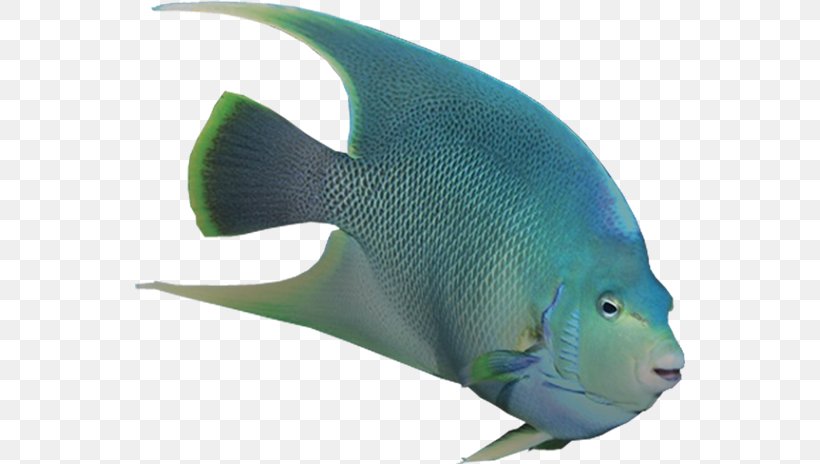 Angelfish Marine Biology Coral Reef Fish Marine Mammal, PNG, 550x464px, Angelfish, Biology, Conservation, Coral Reef, Coral Reef Fish Download Free