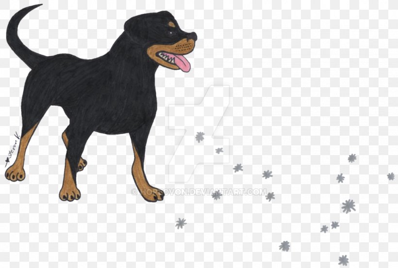 Manchester Terrier Rottweiler Dog Breed Razas Nativas Vulnerables, PNG, 1024x691px, Manchester Terrier, Beauceron, Breed, Canidae, Carnivore Download Free