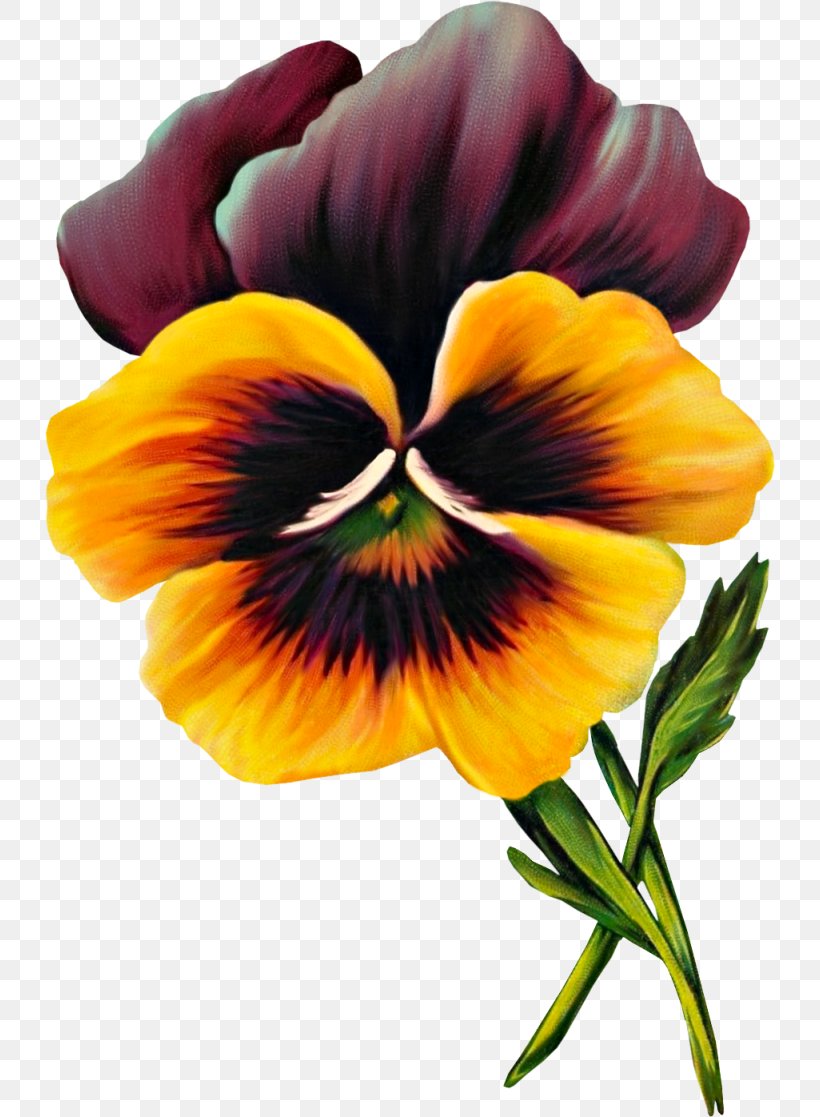 Pansy Drawing Flower Clip Art, PNG, 730x1117px, Pansy, Annual Plant, Creative Market, Drawing, Flower Download Free