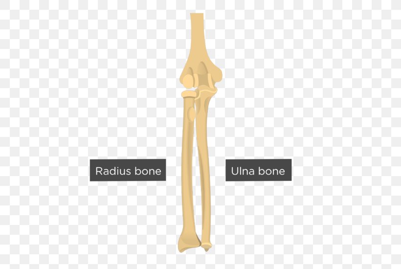 Ulna Radius Capitulum Of The Humerus Bone, PNG, 550x550px, Ulna, Anatomy, Appendicular Skeleton, Arm, Bone Download Free