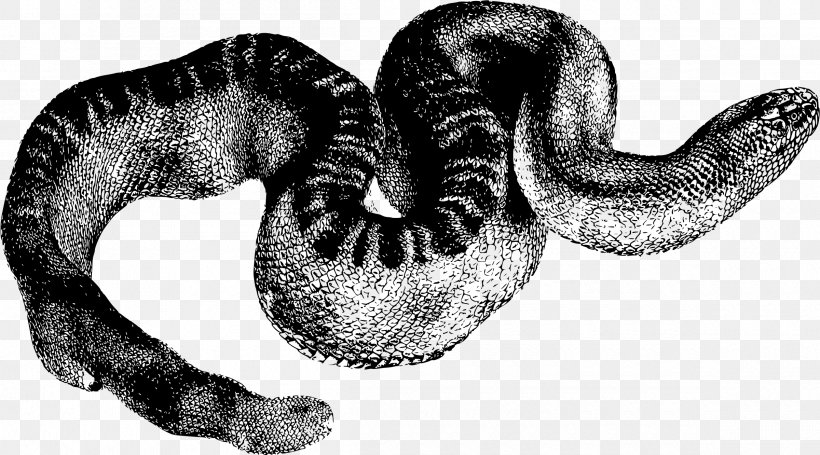 Coral Reef Snakes The Voyage Of The Beagle Reptile Clip Art, PNG, 2400x1332px, Snake, Animal, Black And White, Cartoon, Coral Reef Snakes Download Free