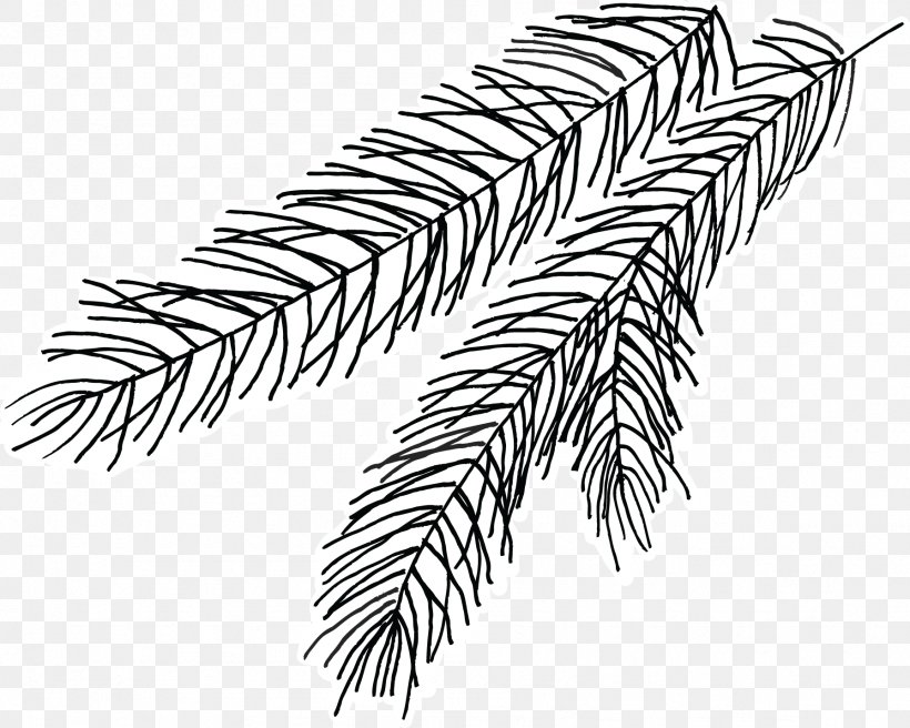 Pine Line Art Flowering Plant Holly, PNG, 1791x1434px, Pine, Black And White, Branch, Branching, Family Download Free