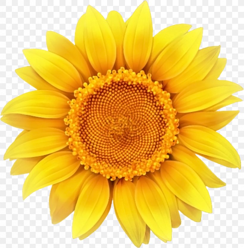Sunflower, PNG, 1174x1195px, Common Sunflower, Cut Flowers, Daisy Family, Flower, Flowering Plant Download Free