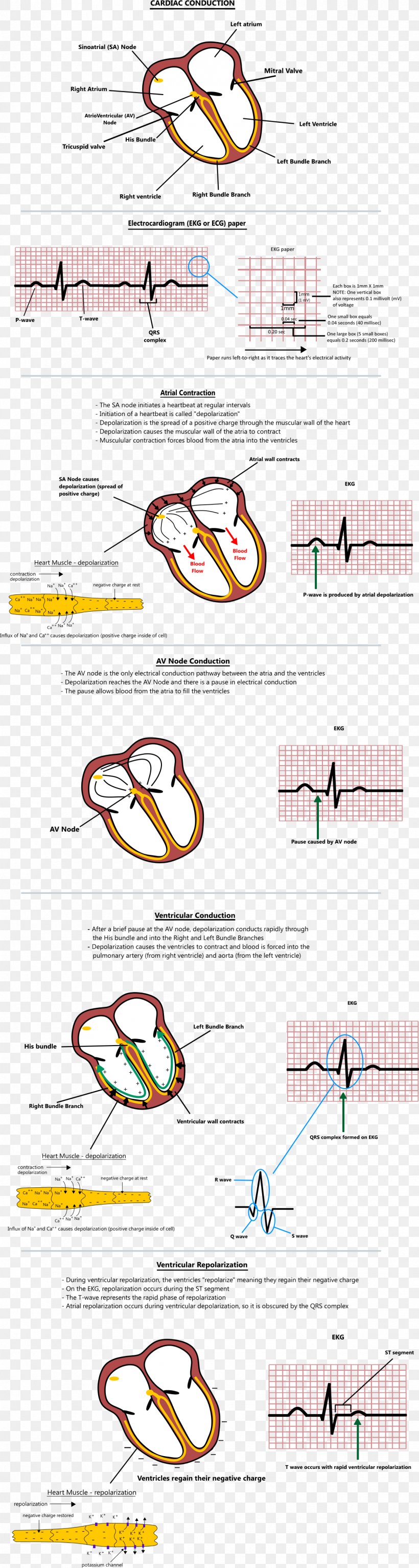 Atrial Fibrillation Heart L'ECG De A à Z Atrial Flutter, PNG, 1247x4666px, Fibrillation, Area, Atrial Fibrillation, Atrial Flutter, Atrium Download Free