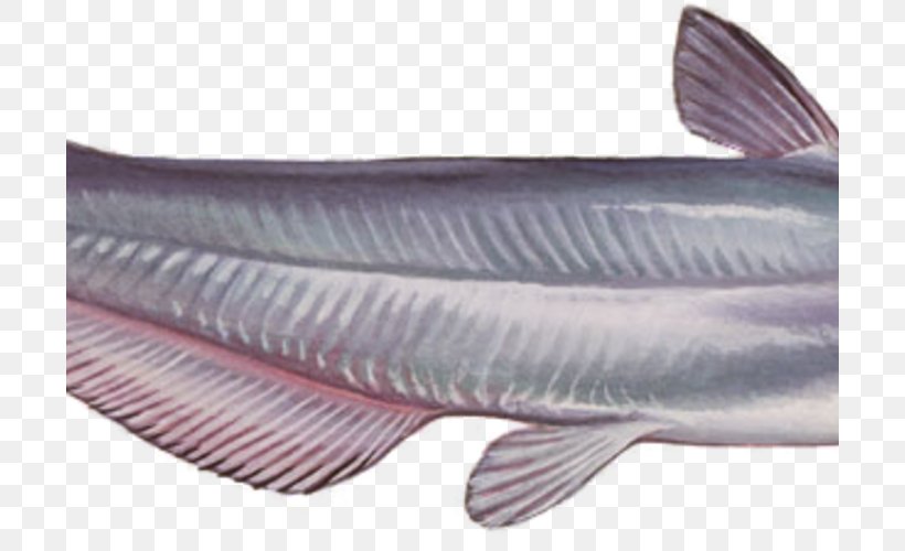 Blue Catfish Fish Products Milkfish Oily Fish, PNG, 700x500px, Catfish, Blue Catfish, Bony Fish, Fauna, Fin Download Free