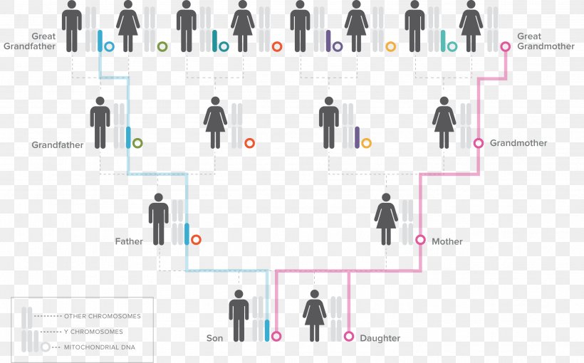 Deep Ancestry Ancestor Genealogical DNA Test Haplogroup Genetics, PNG, 3027x1885px, Deep Ancestry, Ancestor, Brand, Common Descent, Communication Download Free