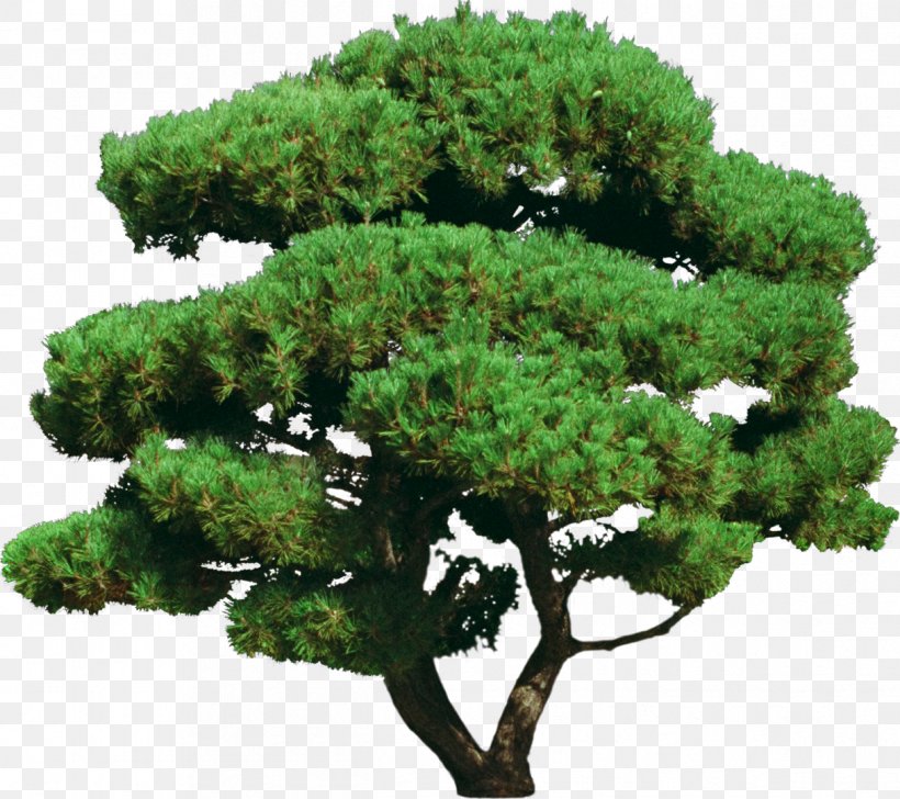 Tree Shrub Ornamental Plant Bonsai, PNG, 1216x1080px, Tree, Air, Animal, Bonsai, Conifer Download Free